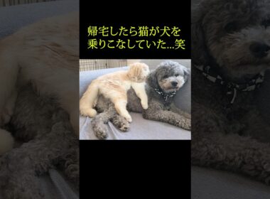 帰宅したら子猫が犬を乗りこなしていた...笑#shorts