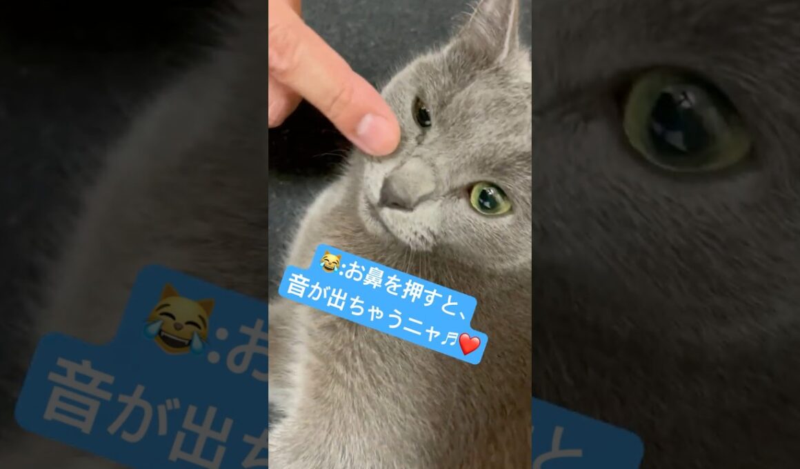 愛猫の鼻が楽器だった⁉️ #猫 #ロシアンブルー #catshorts #shorts