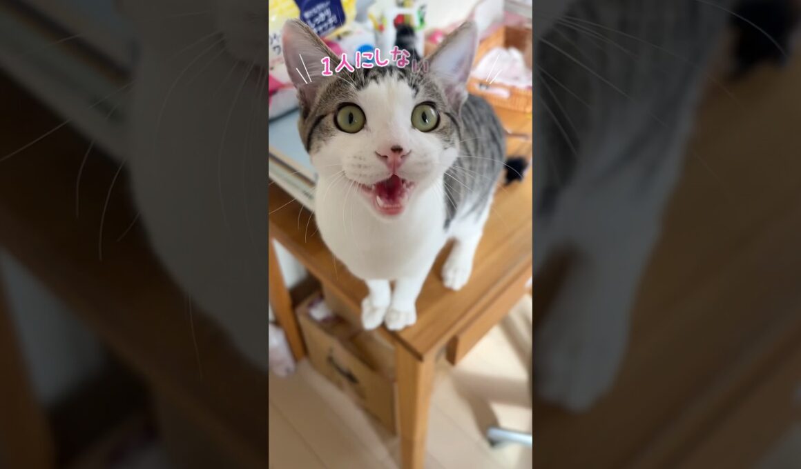 寂しすぎた子猫 #子猫#こねこ#kitten