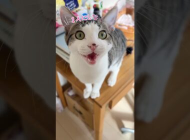 寂しすぎた子猫 #子猫#こねこ#kitten