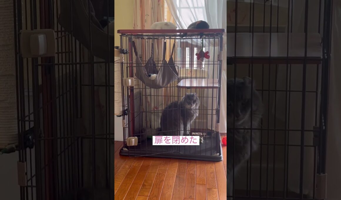 笑った #ねこ動画 #アメリカンカール