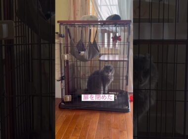 笑った #ねこ動画 #アメリカンカール