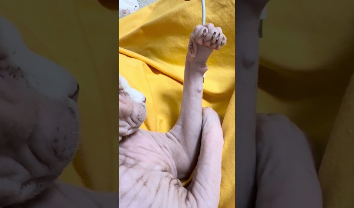 ママの膝の上で遊ぶ猫アレクサンドラ【スフィンクス】