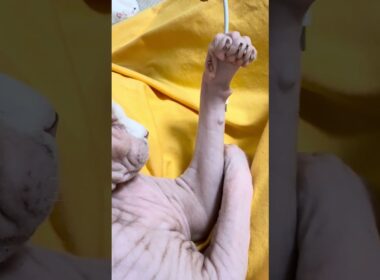 ママの膝の上で遊ぶ猫アレクサンドラ【スフィンクス】