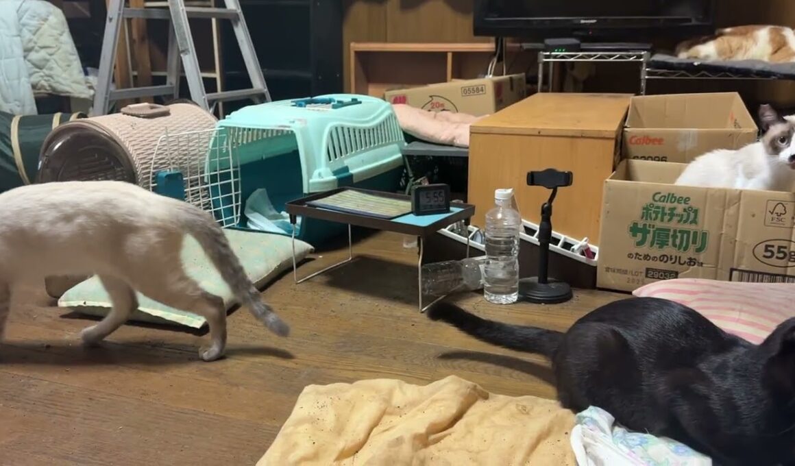 黒猫くー、久しぶりのキャップ遊び。シャム猫のパンダ、観た後、食事場所へ　ジュニア、ルル、雫、黒夢