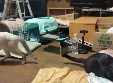 黒猫くー、久しぶりのキャップ遊び。シャム猫のパンダ、観た後、食事場所へ　ジュニア、ルル、雫、黒夢