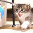 モーニングミルク発見だ！赤ちゃん子猫がママに猛ダッシュ？【赤ちゃん猫　保護猫】