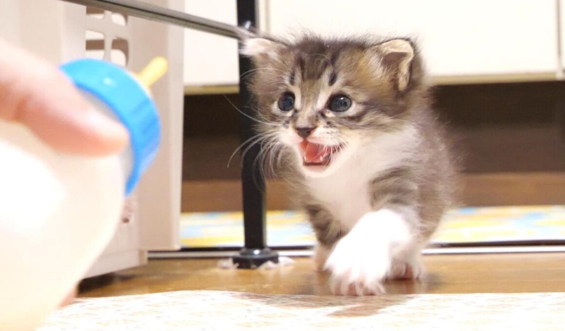 モーニングミルク発見だ！赤ちゃん子猫がママに猛ダッシュ？【赤ちゃん猫　保護猫】