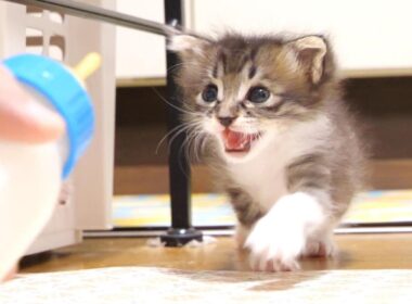 モーニングミルク発見だ！赤ちゃん子猫がママに猛ダッシュ？【赤ちゃん猫　保護猫】