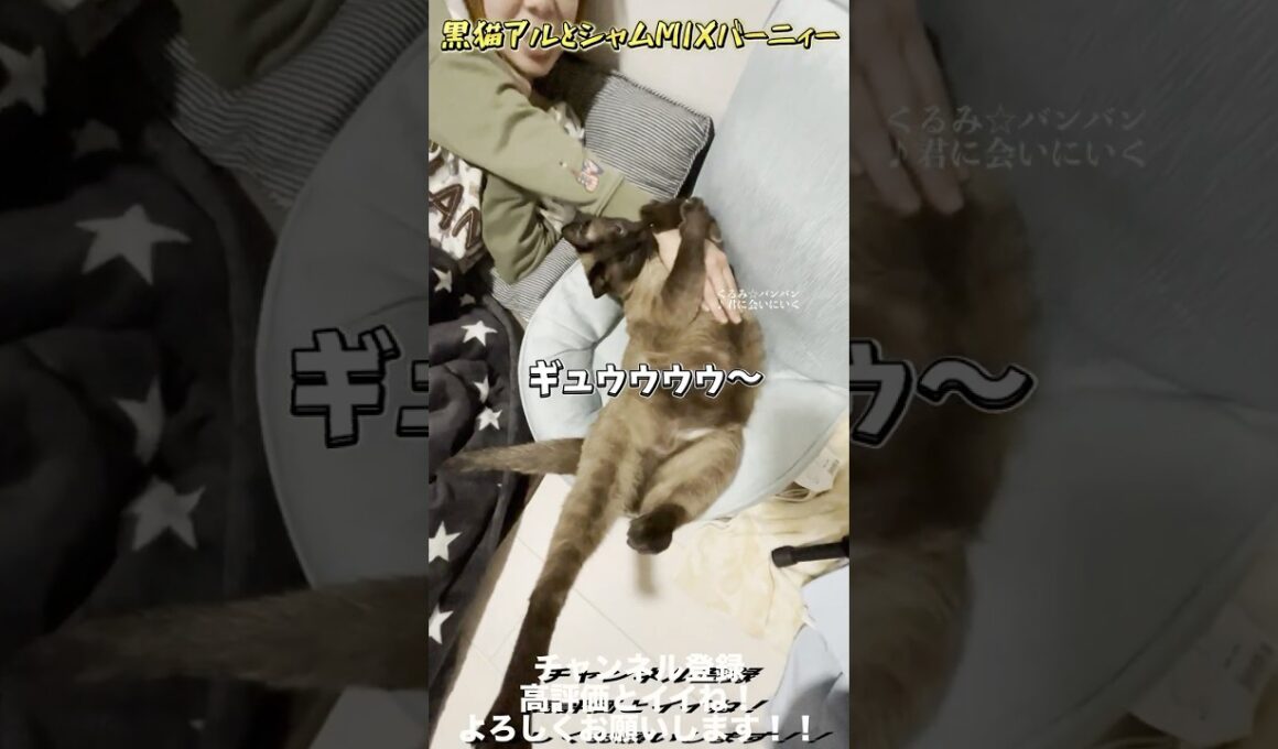 【世界一可愛いシャムミックス】あれから2年半・・・【バーニィー】 #保護猫 #しゃむねこ #猫のいる暮らし #猫好きさんと繋がりたい #cat＃shorts