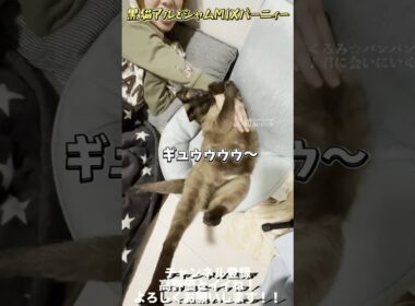 【世界一可愛いシャムミックス】あれから2年半・・・【バーニィー】 #保護猫 #しゃむねこ #猫のいる暮らし #猫好きさんと繋がりたい #cat＃shorts