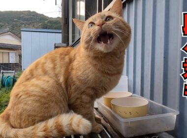 ‼️わさびが、、、感慨深いです‼️　みんな日に日に😊　のんびり日記😊