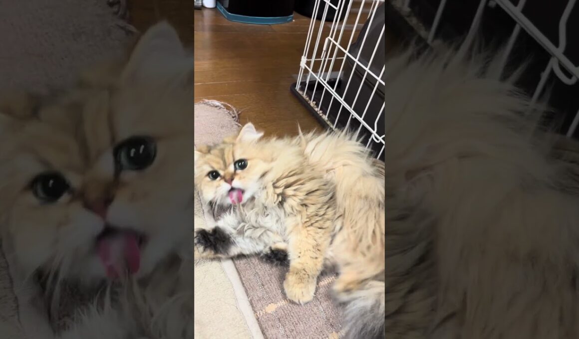 マタタビを舐めた後のてまり#猫 #ペルシャ