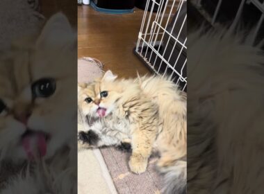 マタタビを舐めた後のてまり#猫 #ペルシャ