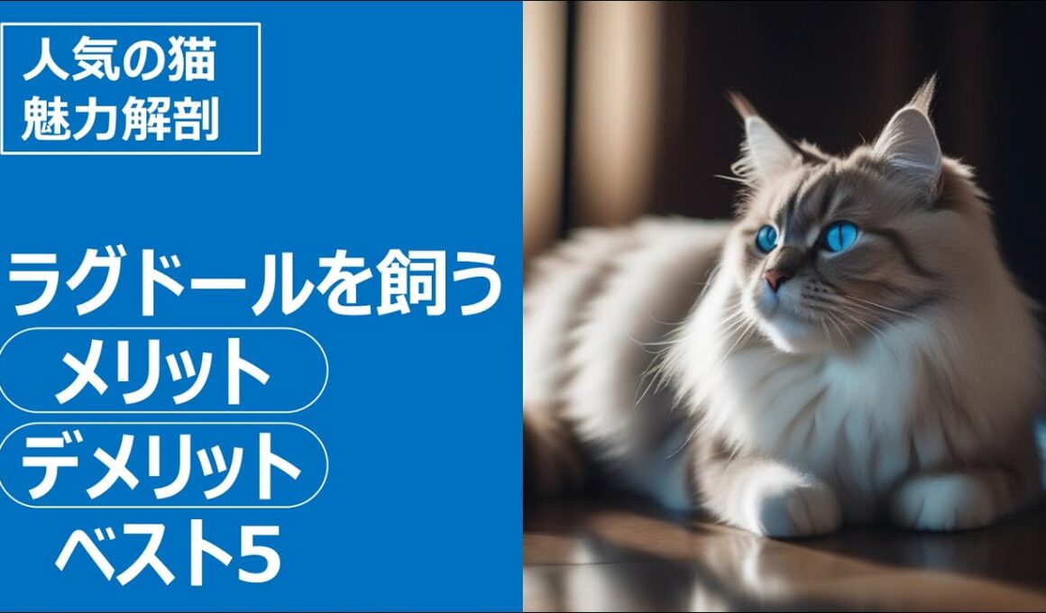 人気の猫 魅力解剖！ラグドールを飼うメリット・デメリット ベスト5