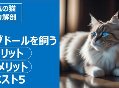 人気の猫 魅力解剖！ラグドールを飼うメリット・デメリット ベスト5