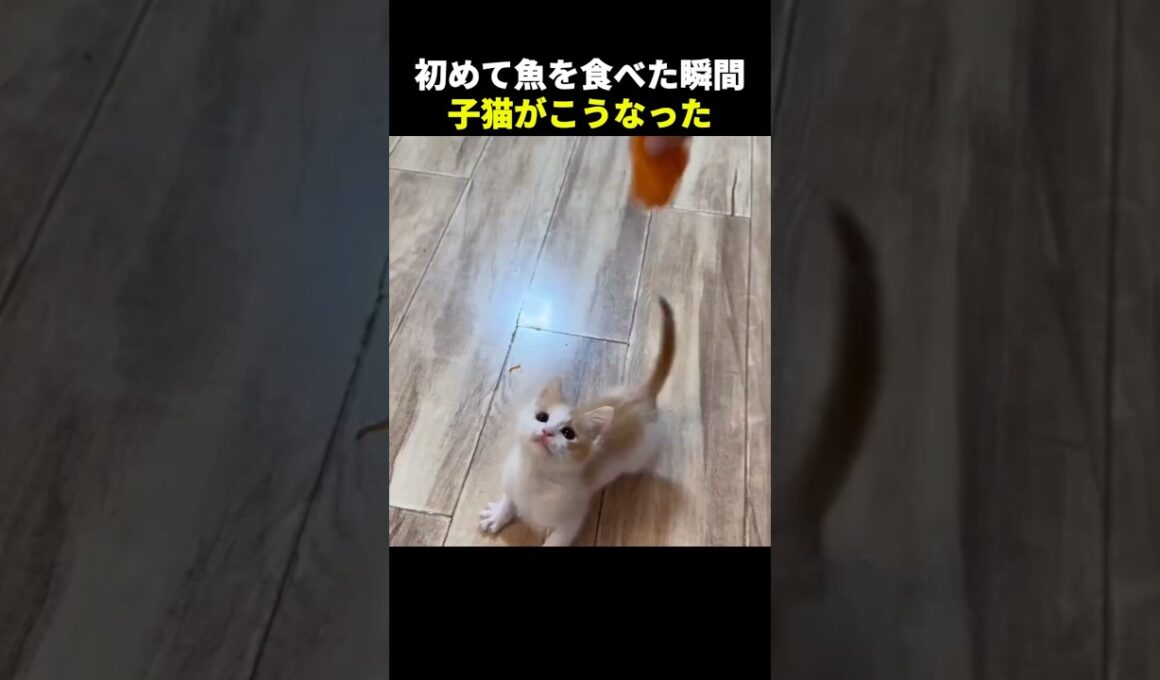 魚を食べた子猫人の声出た