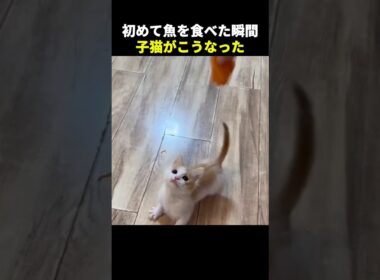 魚を食べた子猫人の声出た