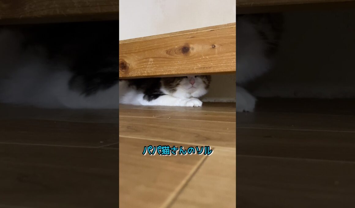 パパ猫さんのソル#ノルウェージャンフォレストキャット #norwegianforestcat