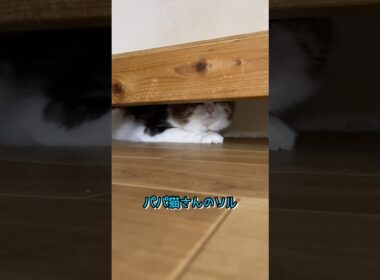 パパ猫さんのソル#ノルウェージャンフォレストキャット #norwegianforestcat