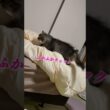 ここ掘れにゃんにゃん🐾 #cat #猫 #猫のいる暮らし #shorts