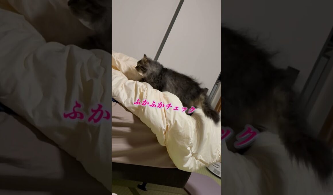 ここ掘れにゃんにゃん🐾 #cat #猫 #猫のいる暮らし #shorts