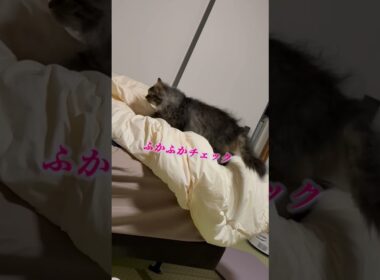 ここ掘れにゃんにゃん🐾 #cat #猫 #猫のいる暮らし #shorts