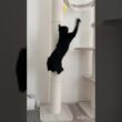 ハッスル黒猫ボンベイ　#cat #ねこ #ねこ動画 #ねこのいる暮らし #ねこのいる生活 #猫 #猫好きさんと繋がりたい #かわいい #癒やし #おもちゃ #キャットタワー