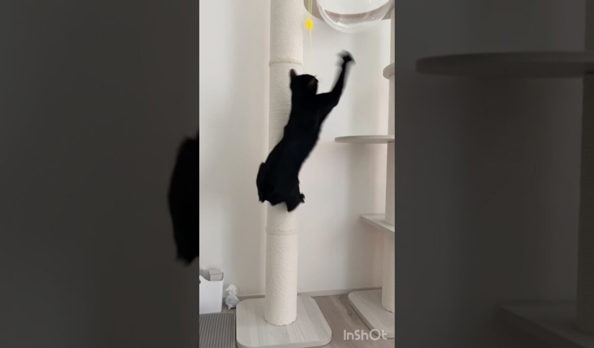 ハッスル黒猫ボンベイ　#cat #ねこ #ねこ動画 #ねこのいる暮らし #ねこのいる生活 #猫 #猫好きさんと繋がりたい #かわいい #癒やし #おもちゃ #キャットタワー