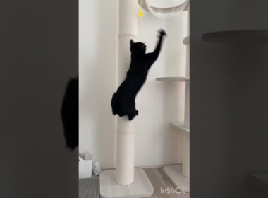 ハッスル黒猫ボンベイ　#cat #ねこ #ねこ動画 #ねこのいる暮らし #ねこのいる生活 #猫 #猫好きさんと繋がりたい #かわいい #癒やし #おもちゃ #キャットタワー