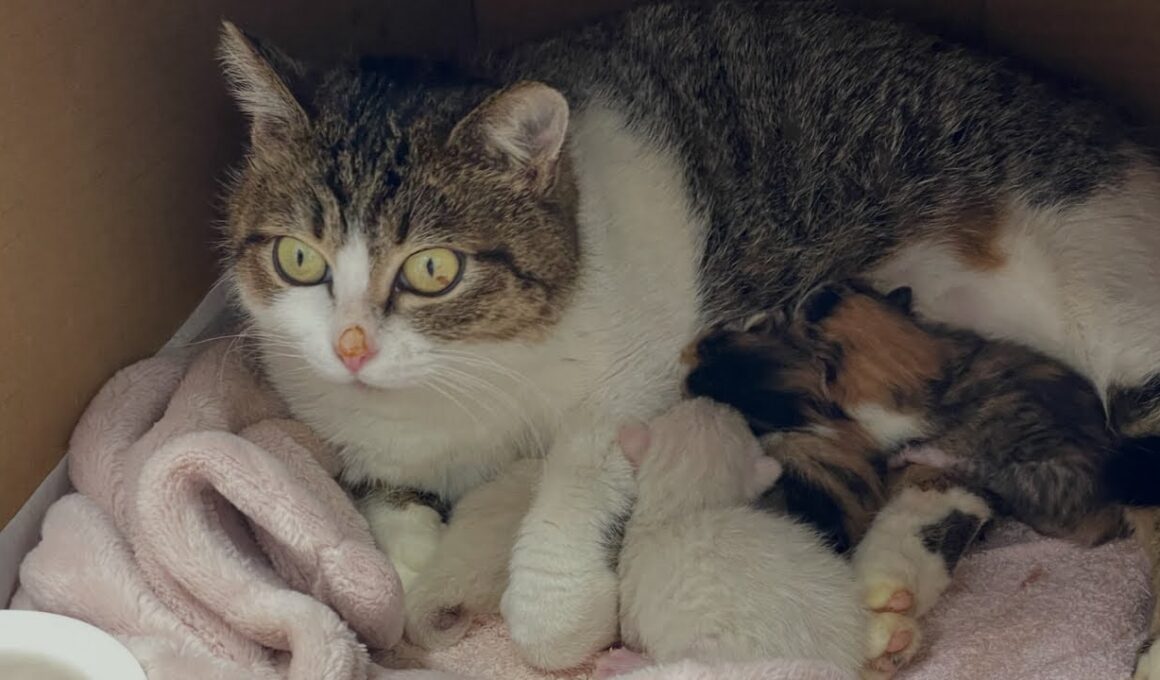 子猫誕生の日🐣新生児室よりお披露目ライブ配信