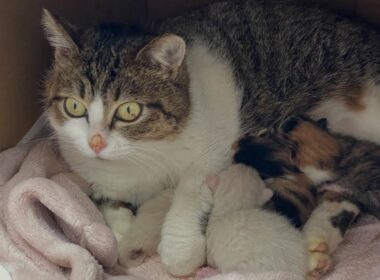 子猫誕生の日🐣新生児室よりお披露目ライブ配信