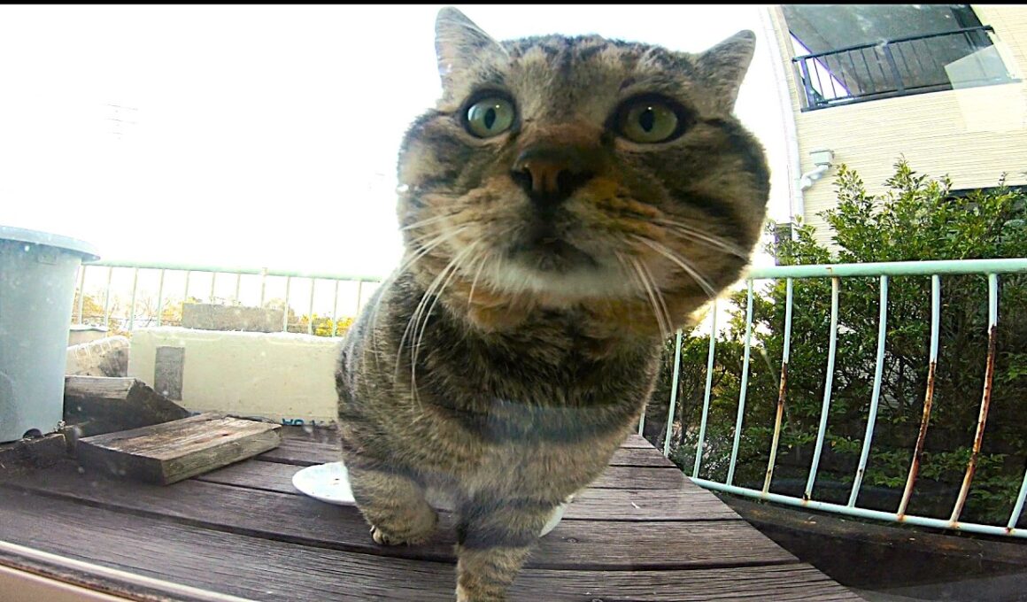 モドキ　じんわり接近!