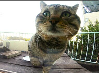 モドキ　じんわり接近!