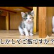 ご飯の時間になるとそわそわする子猫