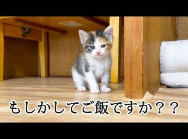 ご飯の時間になるとそわそわする子猫
