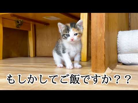 ご飯の時間になるとそわそわする子猫