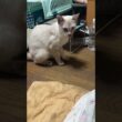 黒猫くー、キャップ遊びで、キャップを見失い、ごまかす。シャムの雫が、キャップ遊び始めたら、くーがｗ