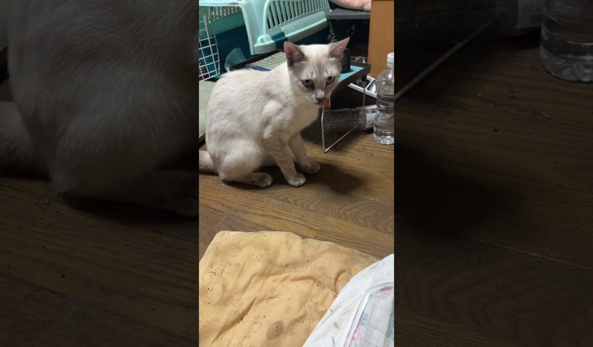 黒猫くー、キャップ遊びで、キャップを見失い、ごまかす。シャムの雫が、キャップ遊び始めたら、くーがｗ