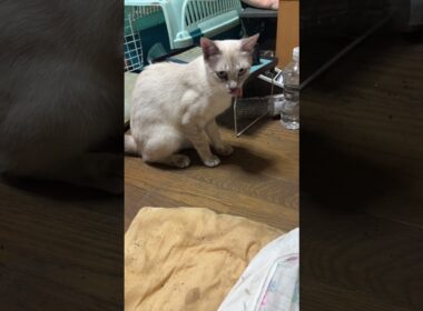 黒猫くー、キャップ遊びで、キャップを見失い、ごまかす。シャムの雫が、キャップ遊び始めたら、くーがｗ