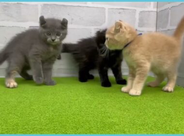 Coo&RIKU　No.00751153 アメリカンカール