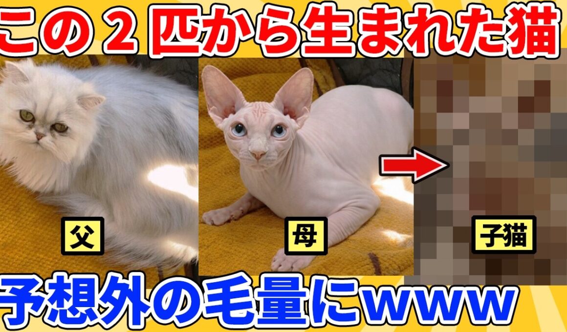 【2ch動物スレ】もふもふ猫とスフィンクスから生まれた子猫→意外な毛量にｗｗｗｗｗ