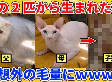 【2ch動物スレ】もふもふ猫とスフィンクスから生まれた子猫→意外な毛量にｗｗｗｗｗ