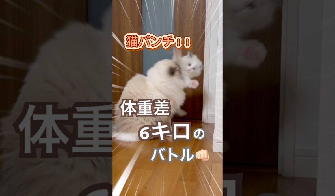 体重差なんと6キロ😳💦いっぺいとあんずのにゃんプロがこちら💓#ラグドール #猫好きさんと繋がりたい #猫のいる暮らし #ねこ動画