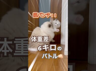 体重差なんと6キロ😳💦いっぺいとあんずのにゃんプロがこちら💓#ラグドール #猫好きさんと繋がりたい #猫のいる暮らし #ねこ動画