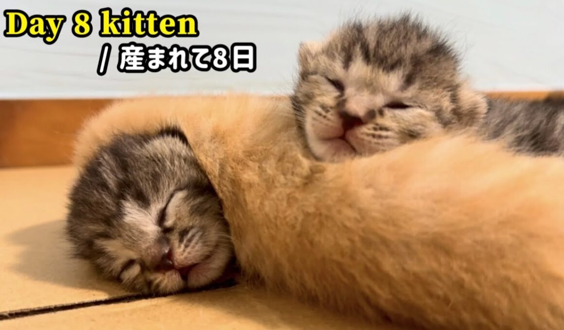 元野良ママが産んだ子猫の成長記録【生後8日目】