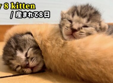 元野良ママが産んだ子猫の成長記録【生後8日目】