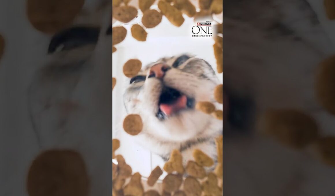 ＼たんぱく、たんぱく♪／ 😺猫ちゃんが夢中のヒミツ🤫