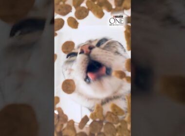 ＼たんぱく、たんぱく♪／ 😺猫ちゃんが夢中のヒミツ🤫