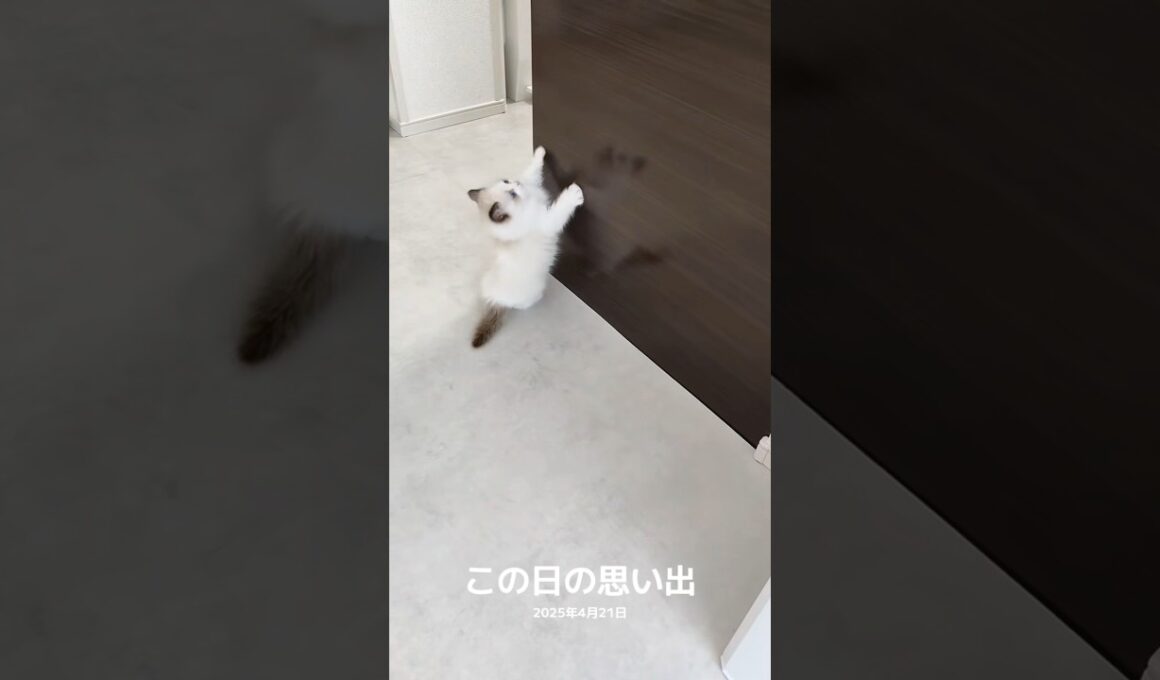 飛べない子猫🐾 #shorts #猫 #子猫 #ラグドール #甘えん坊猫 #猫のいる暮らし